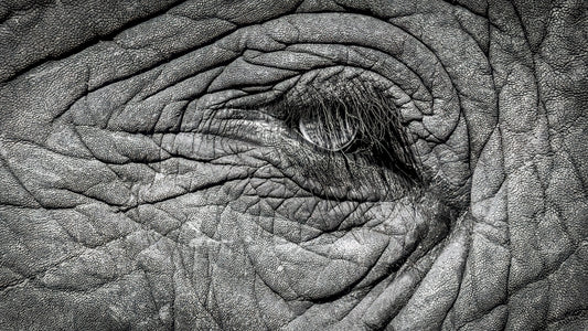 Eye of an Elephant