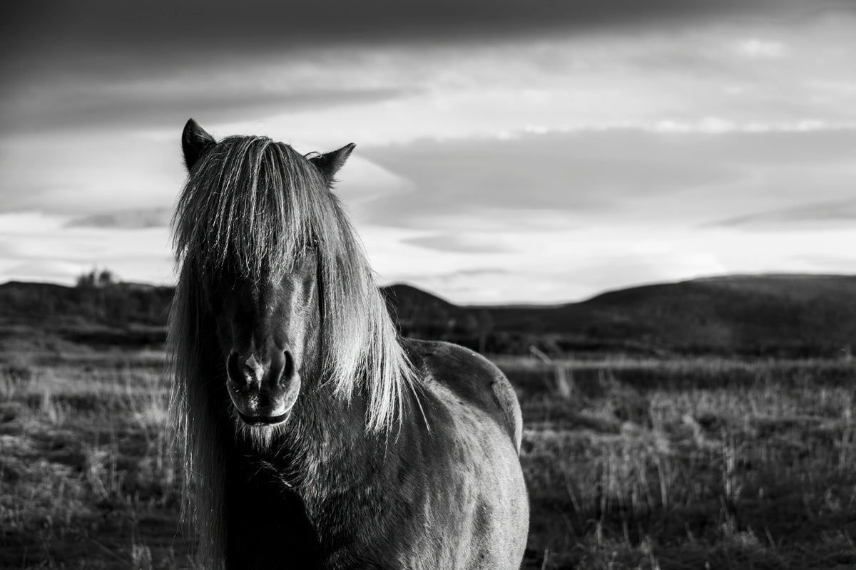 Icelandic Local B&W